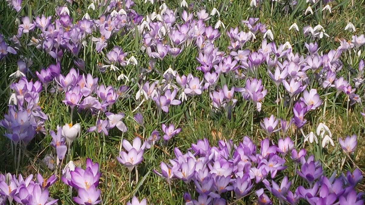Krokuswiese in Seegeritz