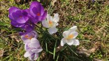 Wiese in Seegeritz