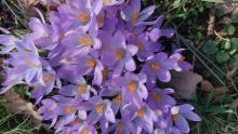 Krokusse in Seegeritz
